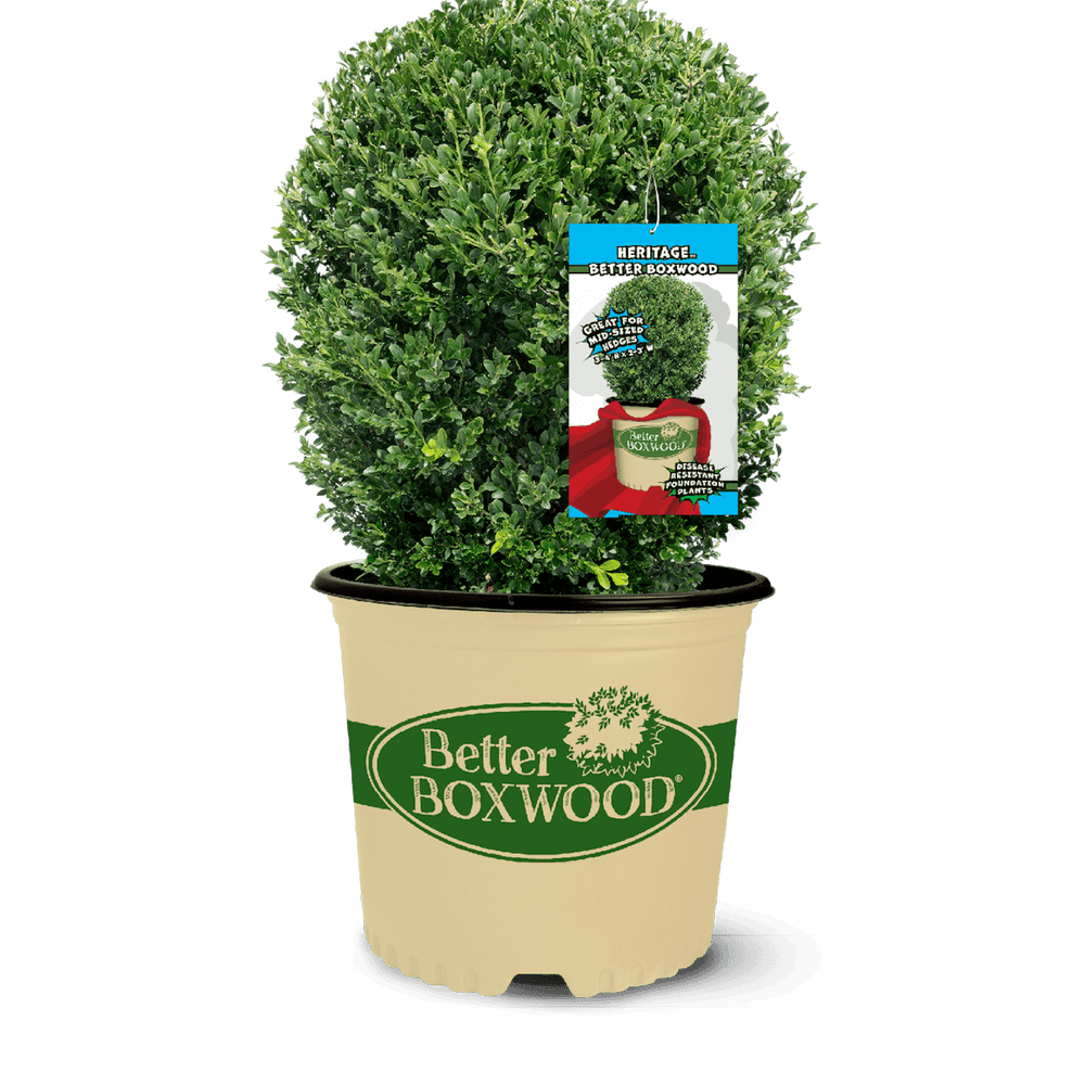Container Boxwoods Heritage Boxwood – Upright Evergreen Shrub for Hedges | Better Boxwood