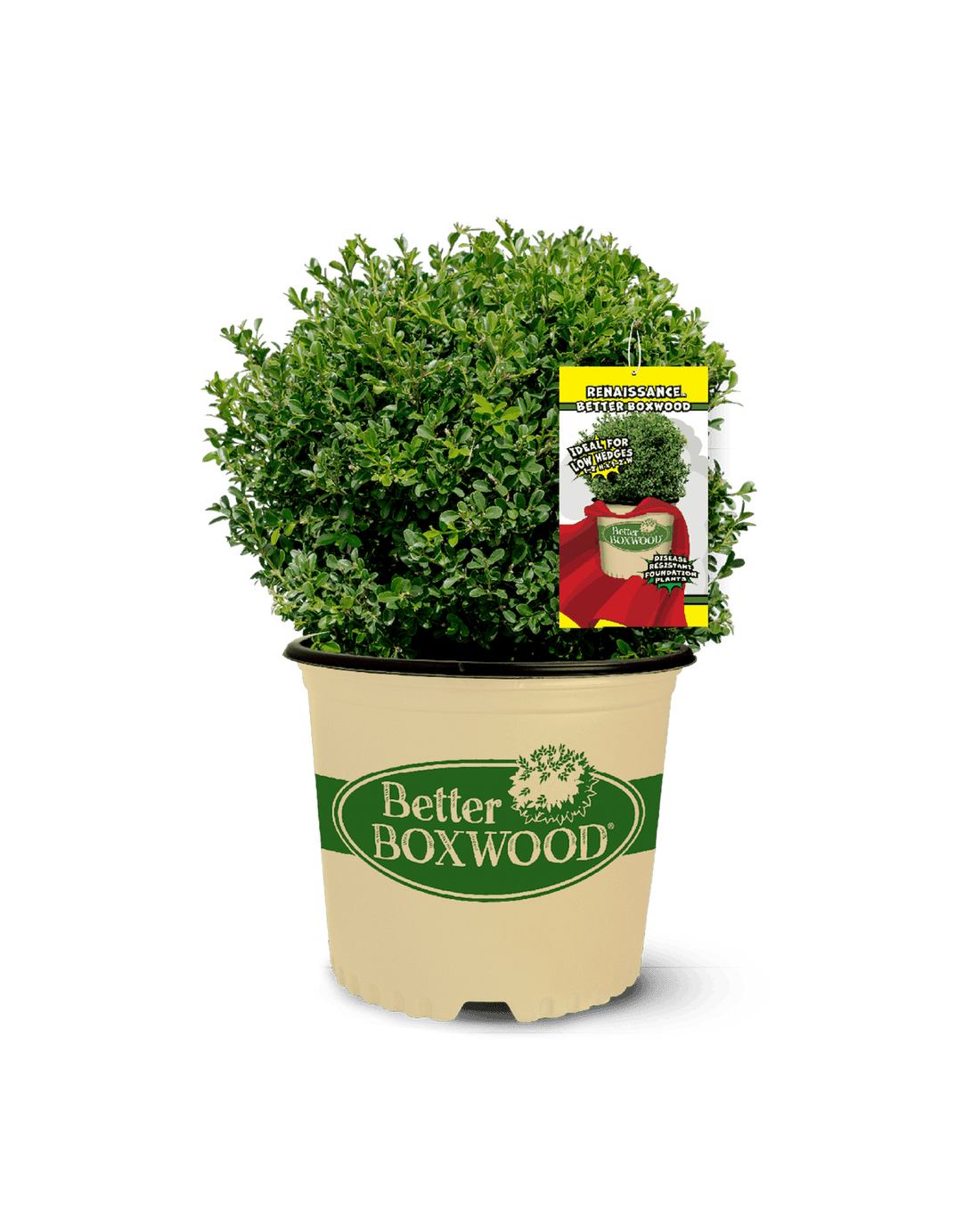 Renaissance Dwarf Boxwood for Borders & Containers | Better Boxwood