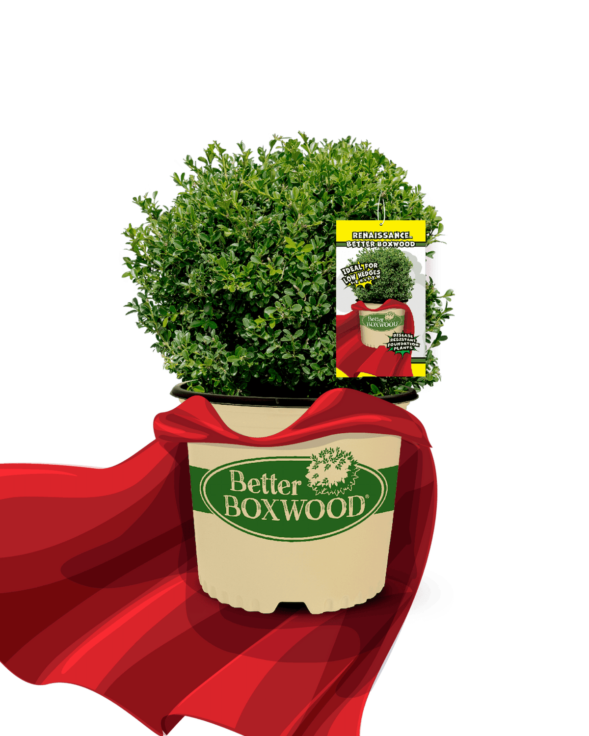 Renaissance Dwarf Boxwood for Borders & Containers | Better Boxwood