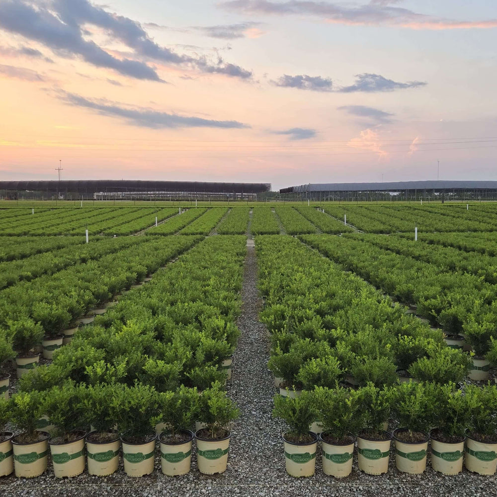 Rows of potted Better Boxwood plants arranged neatly in an outdoor nursery field at sunset under a partly cloudy sky.