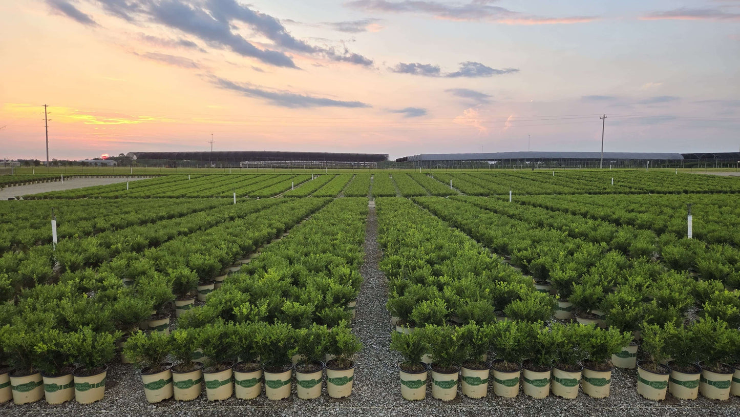 Rows of potted Better Boxwood plants arranged neatly in an outdoor nursery field at sunset under a partly cloudy sky.
