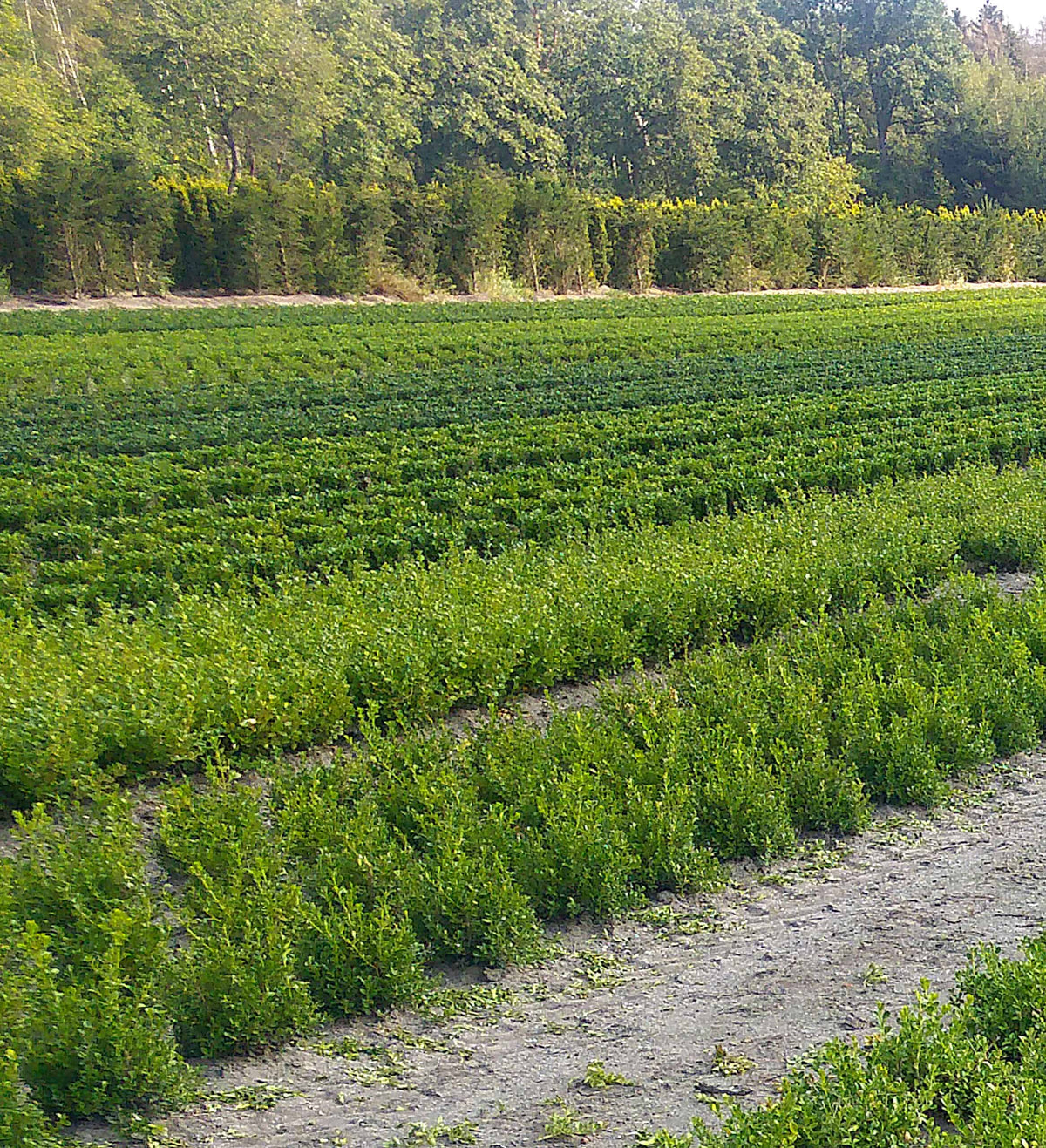 Why Better Boxwood