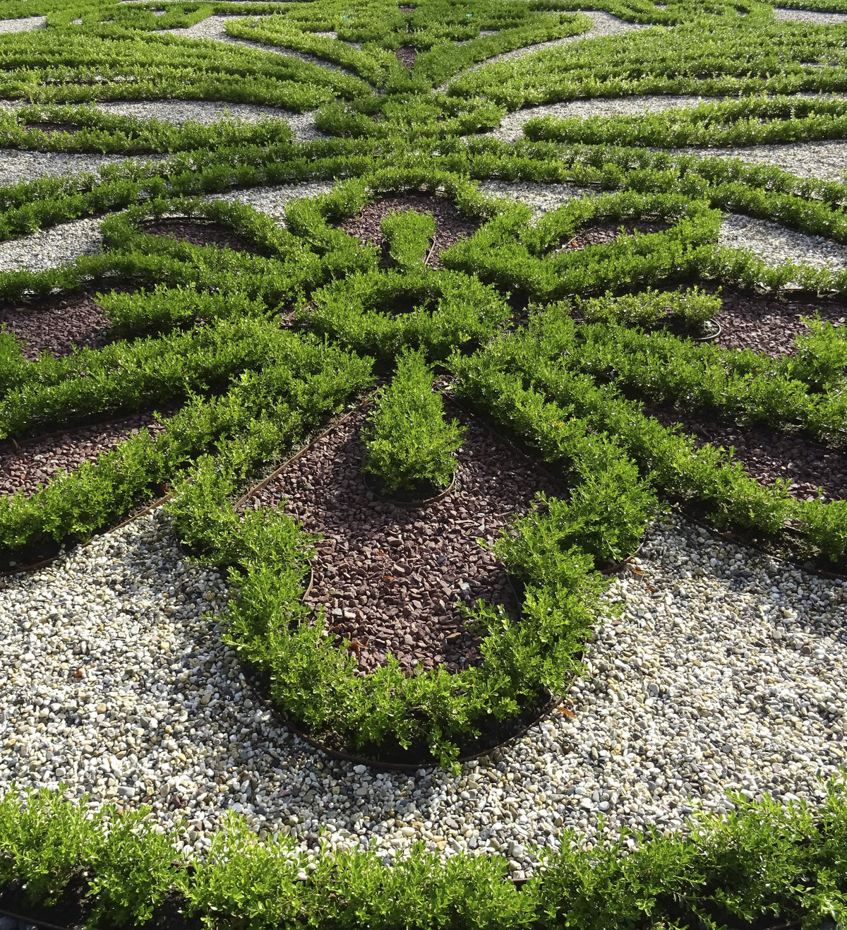Renaissance Dwarf Boxwood for Borders & Containers | Better Boxwood