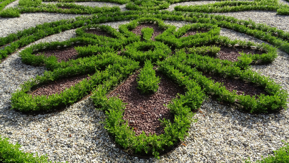 A formal garden bed with Better Boxwood hedges arranged in an intricate geometric floral pattern, bordered by gravel and filled with brown mulch.