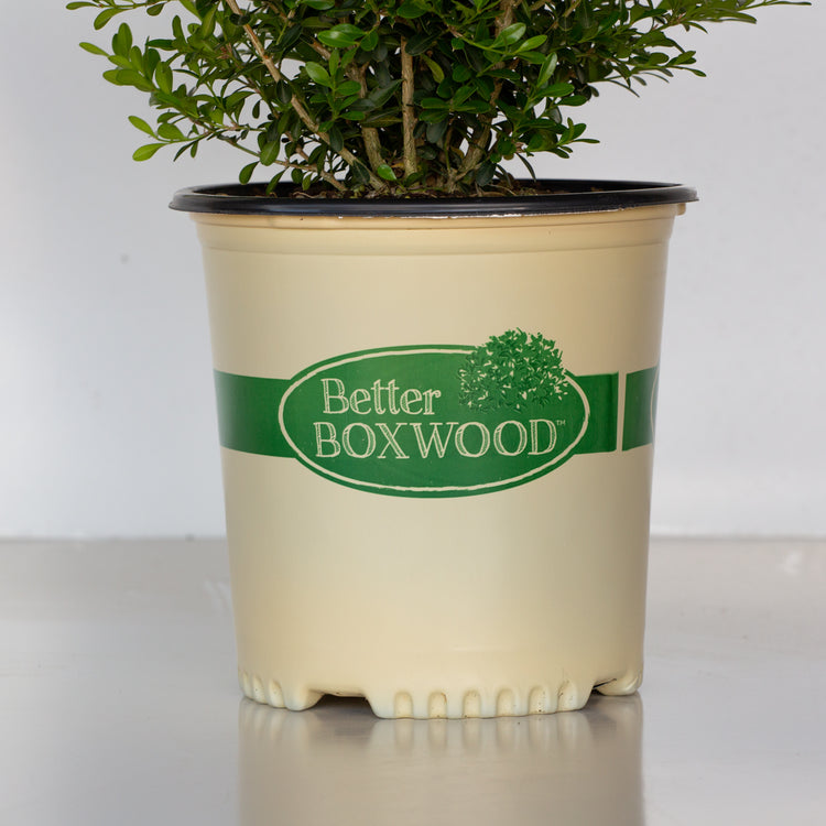 Skylight Boxwood – Fast-Growing Tall Privacy Shrub | Better Boxwood