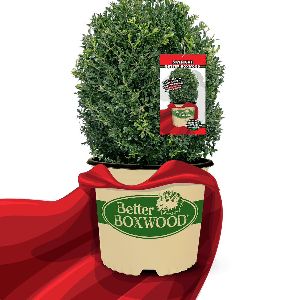 A potted Skylight Better Boxwood plant labeled "Better Boxwood," with a red cape draped around the pot and a product tag attached.