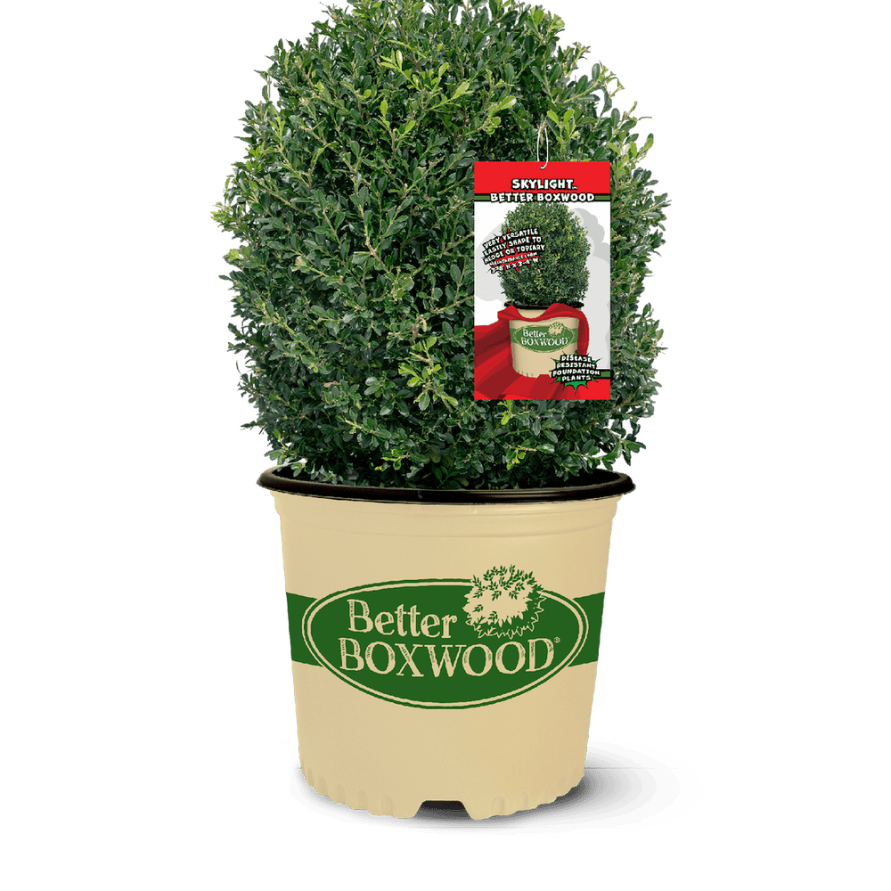 A potted Skylight boxwood shrub in a beige container labeled "Better Boxwood" with an attached plant care tag.