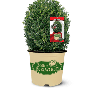 A potted Skylight boxwood shrub in a beige container labeled 