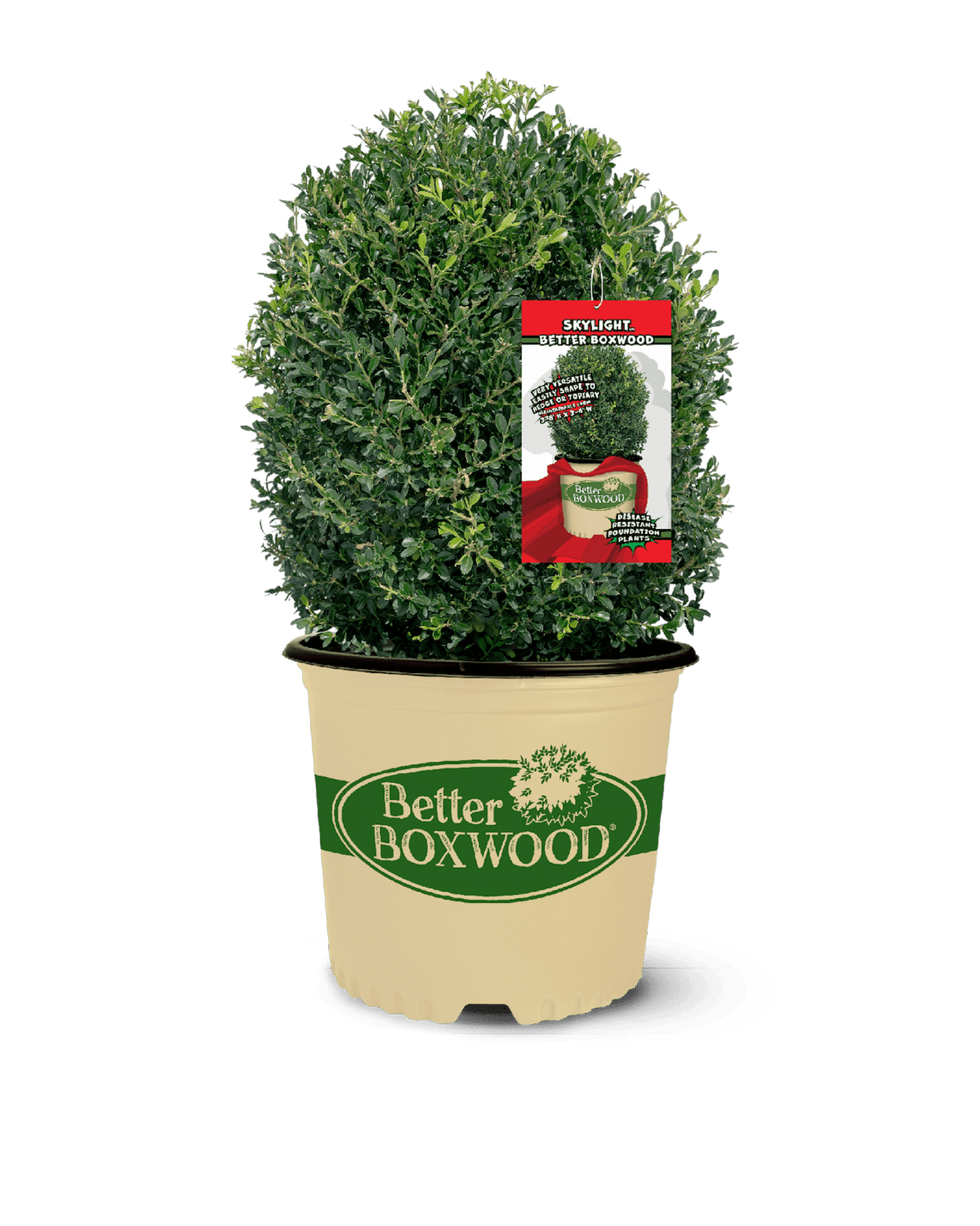 potted bush plants Skylight Boxwood Shrub - Better Boxwood