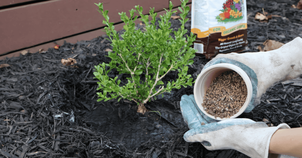 Person wearing gloves adding fertilizer to soil around a small plant in mulch.