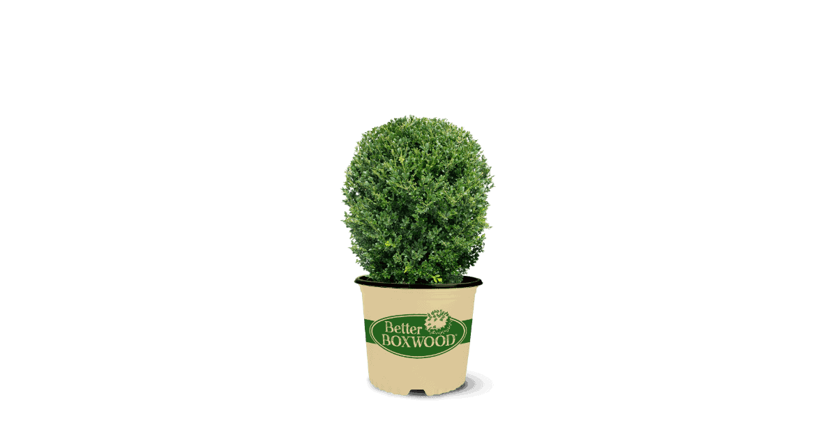 clipped png of Heritage Better Boxwood