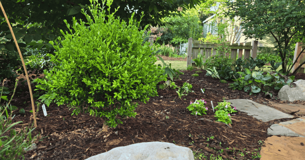 Better Boxwood in Jim Putnam's yard