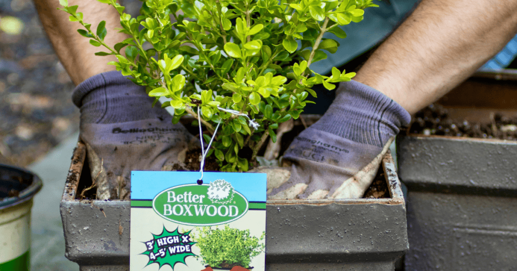 Person wearing gardening gloves is planting a “Better Boxwood” plant in a rectangular container. A tag on the plant indicates its growth dimensions.