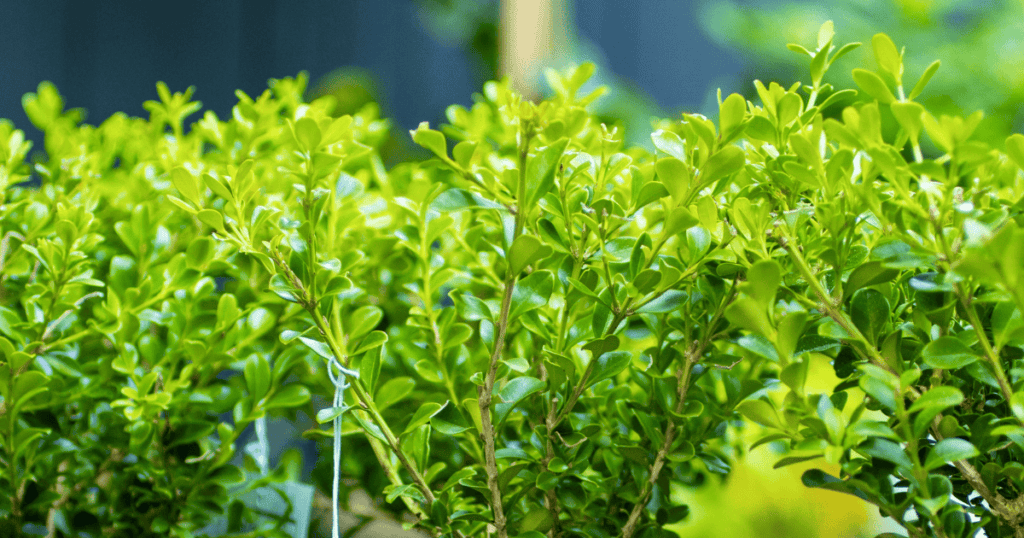 close up of Better Boxwood evergreen foliage 