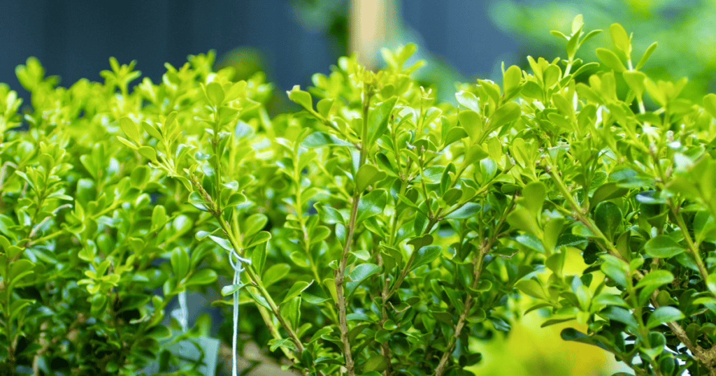 Close up of boxwood foliage