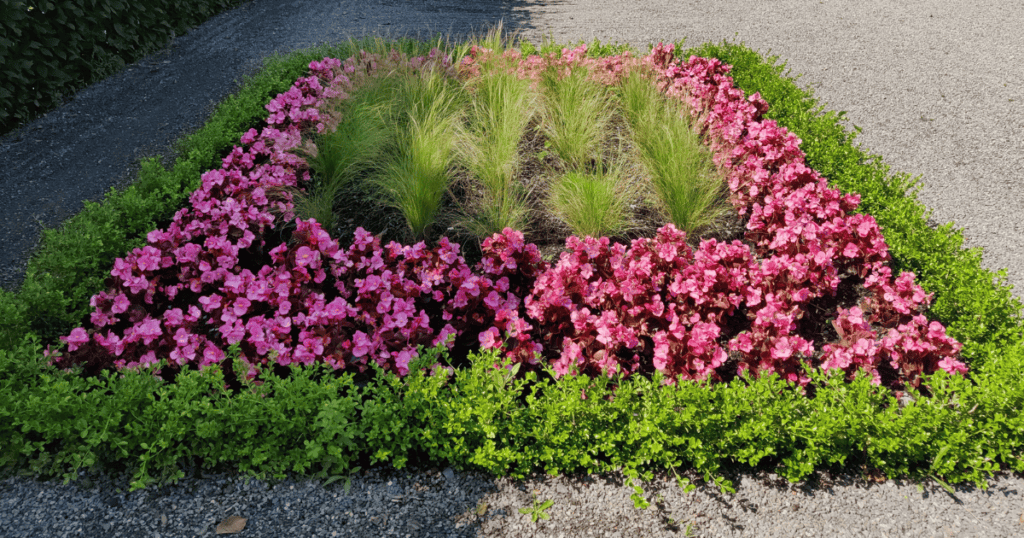 Better Boxwood hedge border planting 