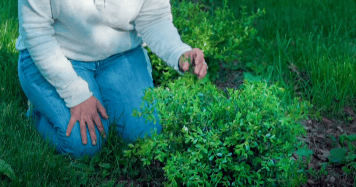 A person in jeans and a white shirt kneels on the grass, tending to a leafy green plant.