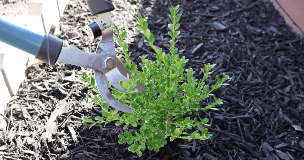 Pruning shears cutting a small green shrub in a garden bed with black mulch.