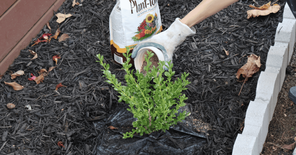 A person wearing a gardening glove plants a small shrub in soil, with a bag of plant food nearby.