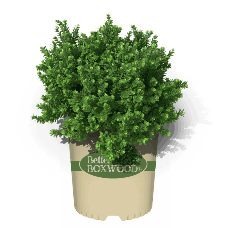 Boxwood in a branded bucket