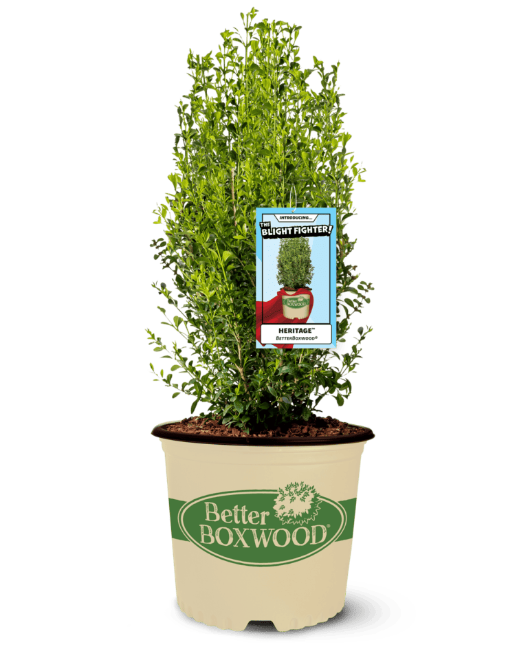 Better Boxwood Heritage in a pot
