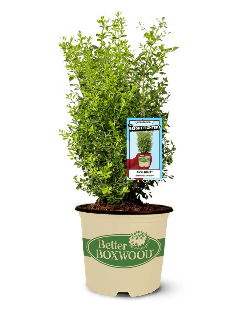 Better Boxwood Skylight in a pot