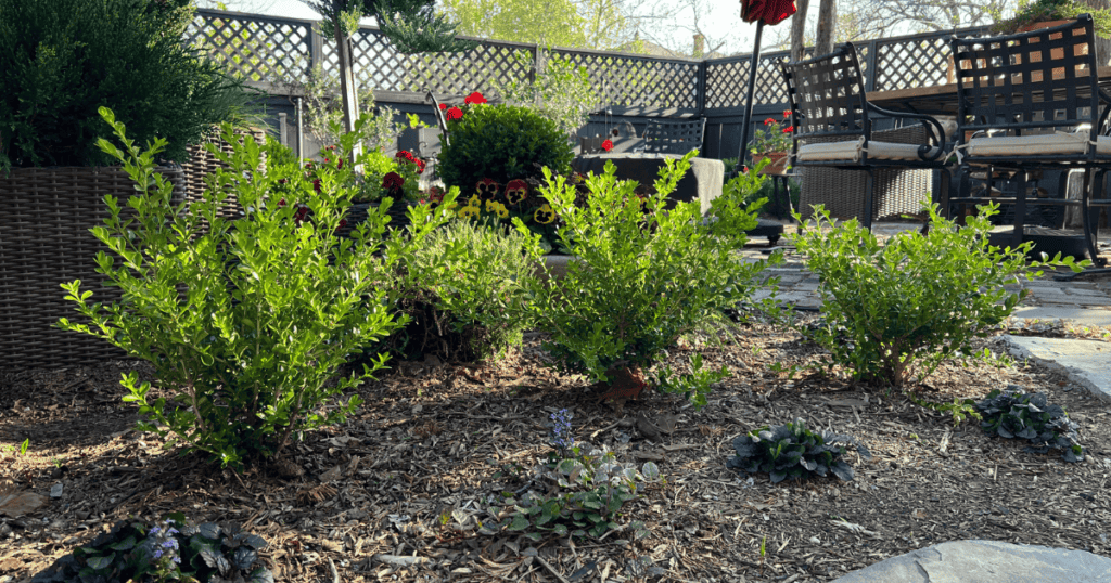 Better Boxwood varieties planted in Linda Vater's backyard