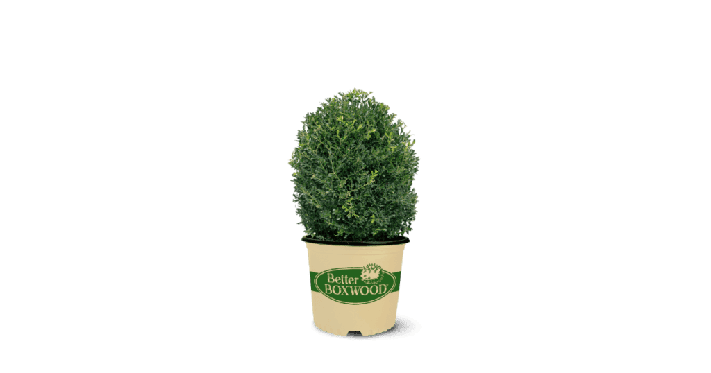 clipped png of Skylight Better Boxwood