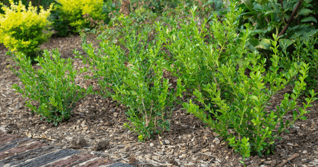 Better Boxwoods close up hedge planting