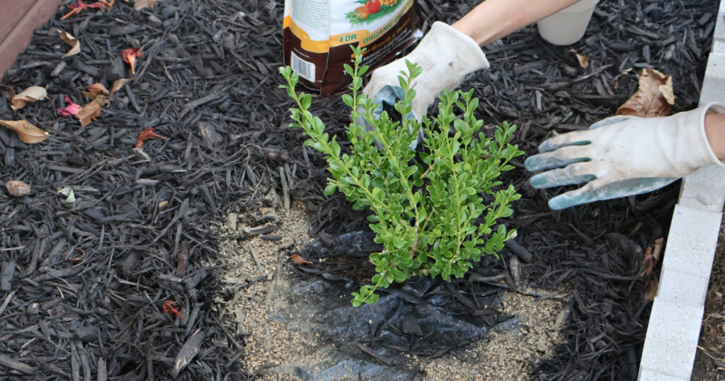 Person wearing gloves planting a small green shrub in soil surrounded by dark mulch. A bag of plant food is nearby.