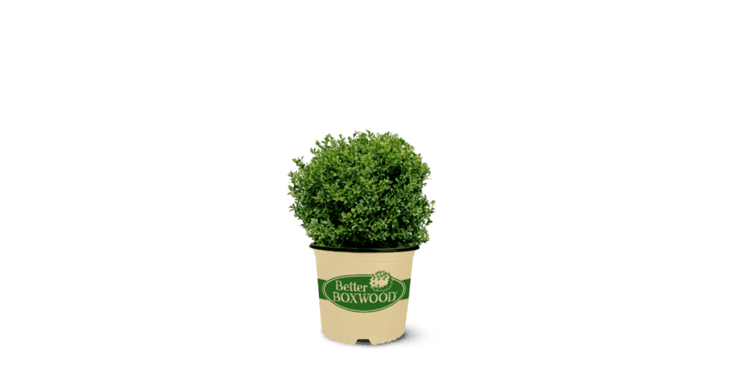 clipped png of Renaissance Better Boxwood