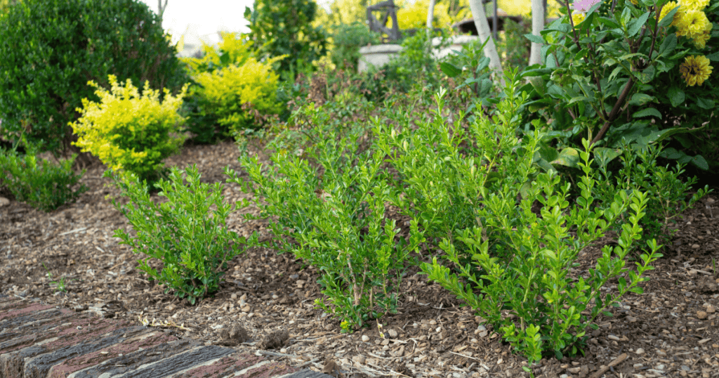 Better Boxwood varieties planted in the landscape at Linda Vater's cottage