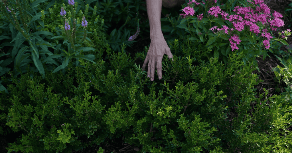 A hand reaches toward lush green shrubs and pink flowers in a garden.