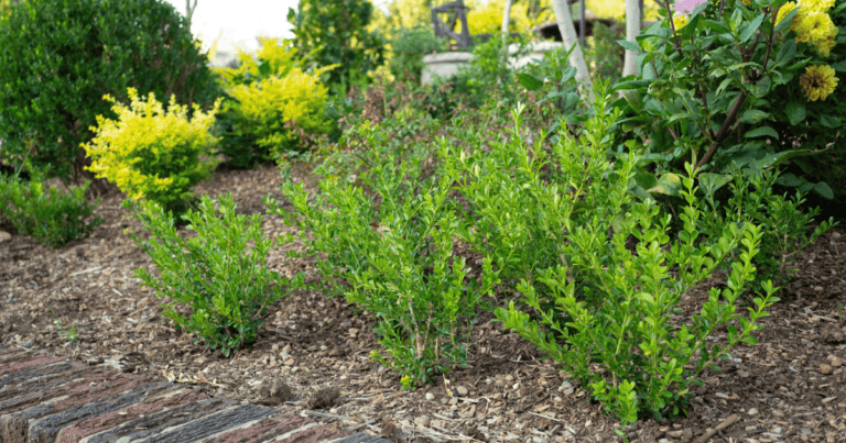 close up of Better Boxwood varieties planting in the ground at Linda Vater's cottage