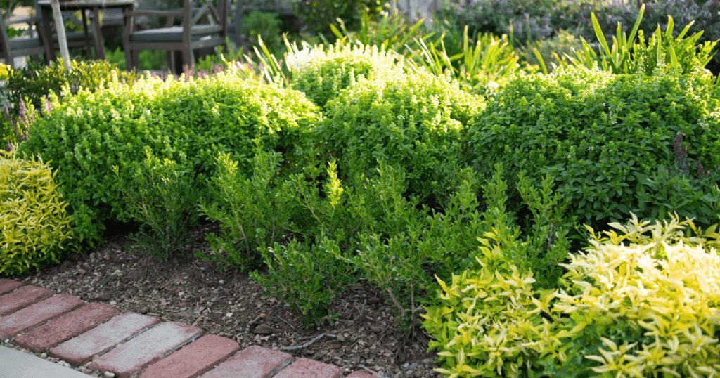 Better Boxwood planted in the ground a Linda Vater's cottage