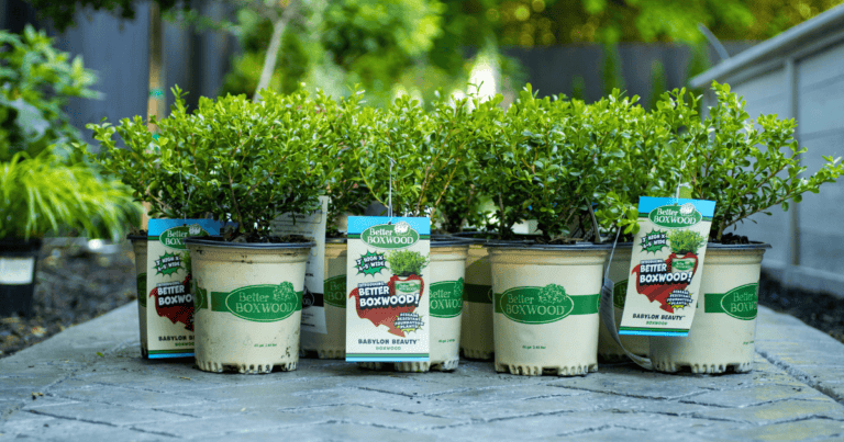 close up of Better Boxwood varieties sitting on pavement