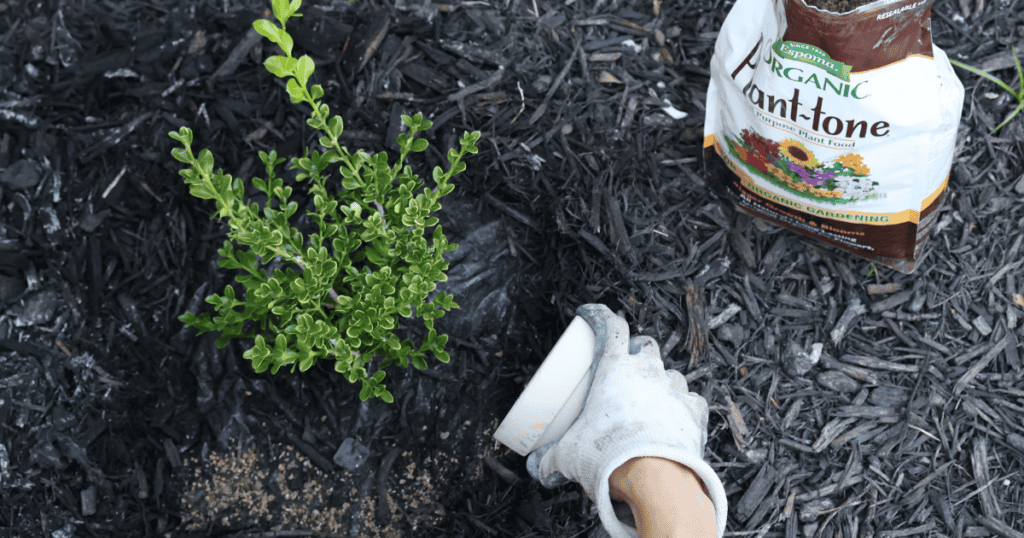 A person wearing a glove is planting a small shrub into mulch, next to a bag of organic plant food.