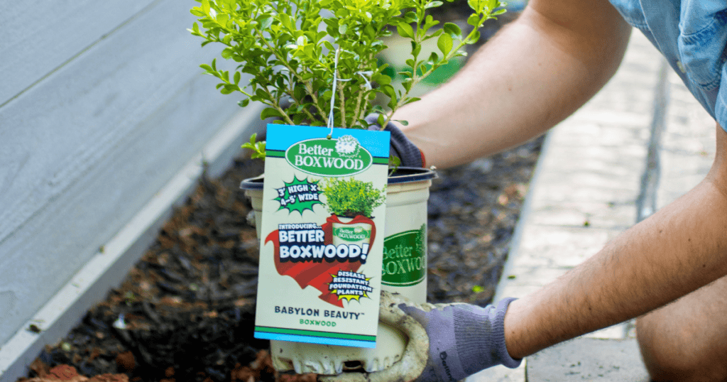 A person plants a "Better Boxwood" shrub labeled "Babylon Beauty" in a garden bed while wearing gardening gloves.