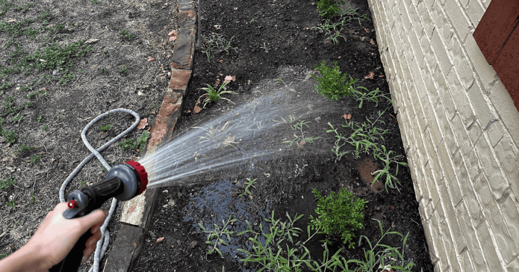 watering Better Boxwood planted in the landscape with a hose