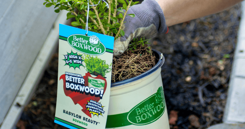 A person wearing a glove is planting a 'Better Boxwood' shrub. The shrub has a label that reads 'Babylon Beauty' and details its disease resistance and growth dimensions.