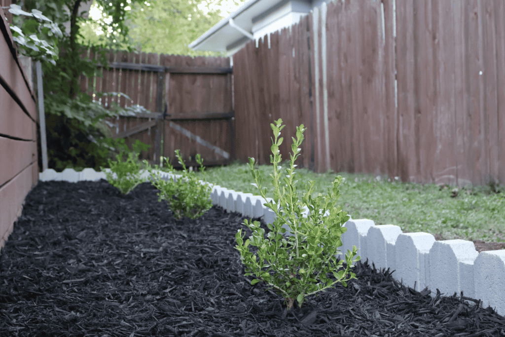 Garden with better boxwood plants