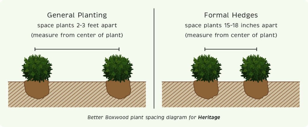 planting diagram for Heritage