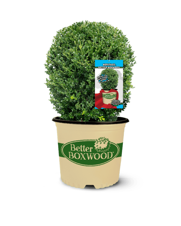 Better Boxwood Heritage