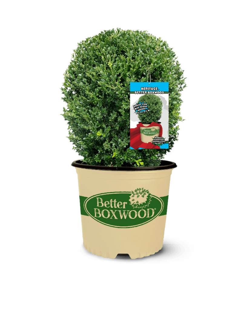 Better Boxwood Heritage