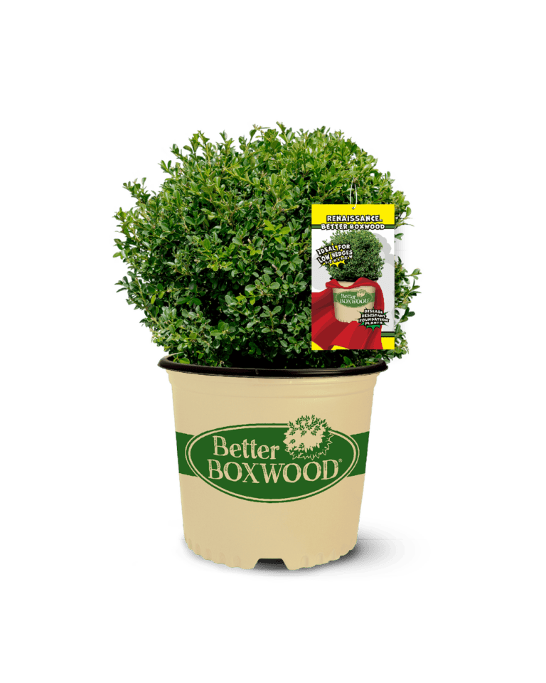 Better Boxwood Renaissance