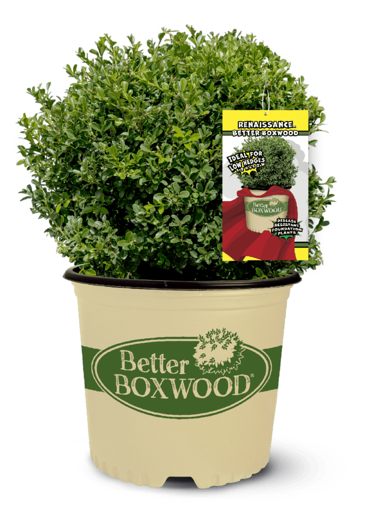 Better Boxwood Silos Renaissance