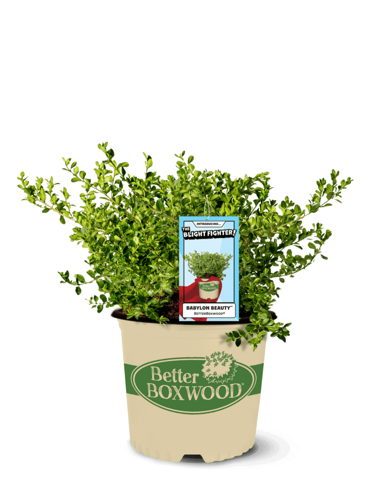 Better Boxwood Babylon Beauty in a pot