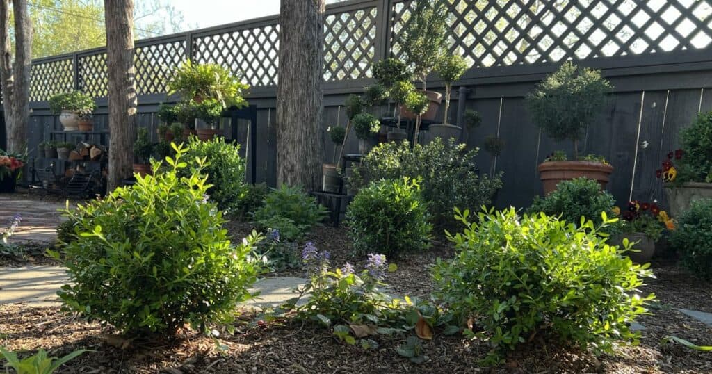 Better Boxwood varieties planted in Linda Vater's backyard