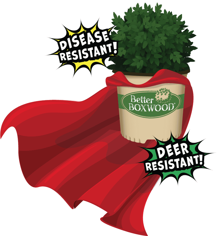 Super Boxwood graphic of plant with a cape and callouts reading Disease Resistant and Deer Resistant