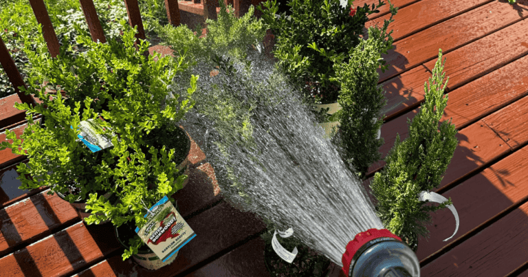 watering Better Boxwood containers with hose